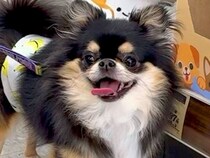 犬と一緒に買い物→『おもちゃコーナー』で立ち止まってしまい…絶対に買うしかない『ずるすぎる光景』が11万再生「貢いじゃうｗ」「心得てる」