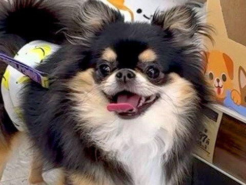 犬と一緒に買い物→『おもちゃコーナー』で立ち止まってしまい…絶対に買うしかない『ずるすぎる光景』が11万再生「貢いじゃうｗ」「心得てる」