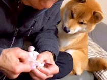 『壊れたおもちゃ』を縫っているおじいちゃん→犬がずっとそばで見つめて…涙が出るほど『優しさにあふれた時間』が117万再生「なんていい子」