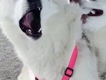 『過去一ヤバいｗ』お友だちと遊ぶハスキー犬→ほっぺを噛まれ…アニメのような表情に10万いいね「AI生成かとｗ」「ディズニー出てきそう」