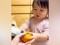 2歳の女の子に初めて『柿』をあげた結果→あまりの美味しさに驚愕して…可愛すぎる『まさかの行動』が109万再生「目つきがガチ」「犬の顔ｗ」