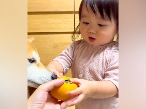 2歳の女の子に初めて『柿』をあげた結果→あまりの美味しさに驚愕して…可愛すぎる『まさかの行動』が109万再生「目つきがガチ」「犬の顔ｗ」
