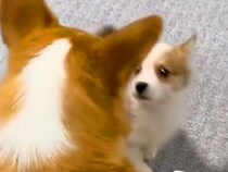 赤ちゃん犬と初めて会った『先輩犬』→目を合わせた次の瞬間…ずっと見ていたい『まさかの指導』が29万再生「いきなりｗ」「相性バッチリ」