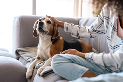 女性に頭を撫でられている犬