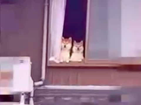 隣の家にお邪魔したら『誰か見てるよ』と言われて…確認した結果→予想してなかった『まさかの光景』が69万再生「たまらん」「愛されてる」