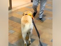 出張帰りのママを『駅まで大型犬とお迎えに行った』結果→見つけた瞬間に…感動的な『再会の反応』に絶賛「ジーンときた…」「健気で可愛い」