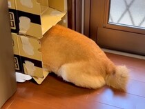 お風呂が大嫌いな犬→どうしても入りたくなくて…衝撃的な『拒否の仕方』と攻防戦が95万再生「まるでコントｗ」「完全に言葉を理解してる」