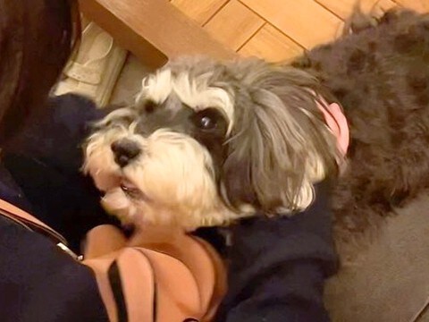 『犬が１歳の頃まで一緒だった元同居人』と再会した結果…思った以上だった『感動の光景』に23万再生「気持ち伝わってくる」「勢い凄いｗ」