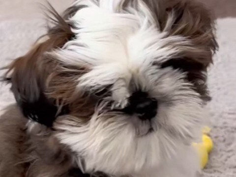 モップのような『モフモフ犬』→初めてトリミングをした結果…劇的に変化した『ビフォーアフター』に反響「お目目カワイイ」「モップ姿も好き」