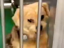 『殺してくれ』と施設に持ち込まれ、捨てられた犬→別の飼い主に助けられ…涙が出る『1年半後の光景』に反響「頑張ったね」「胸が苦しくなる」