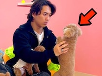 保護犬カフェに『実家の犬』がいたら気付くのか？ドッキリを仕掛けた結果…想定外の展開で見せたリアクションが115万再生「絆を感じる」と反響