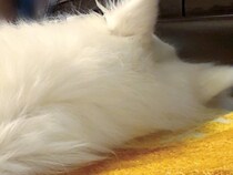 肩こり改善のために『高級枕』を購入→一緒に寝ていた犬が…思っていたのと違う『まさかの光景』に7万いいね「笑うｗ」「品質が証明された」