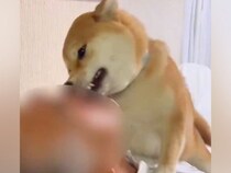 『許してくれ…！』帰宅したお父さん→犬がお出迎えをして…思った以上に激しい『おかえりなさいの儀式』に１万いいね「溺れかけてて草」と絶賛