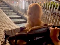 大型犬の散歩中、道が封鎖されていたので『歩道橋を渡ろうとした』結果…まさかの『過酷すぎる光景』が78万再生「降りる気なくて草」「可愛い」