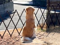 『パパが…帰ってこない』父が海外へ→寂しがる大型犬と『3ヶ月ぶりの再会』を果たして…思わずもらい泣きする光景が38万再生「幸せ過ぎる」