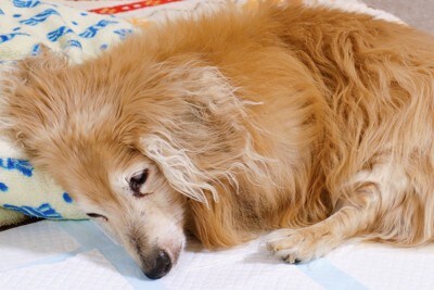 ダックスの老犬、トイレシートの上