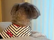 『飼い主を亡くした犬』を引き取った結果→いつも窓際で…涙腺崩壊する『切ない光景』が23万再生「大事に育てられたんだね」「幸せになって」