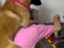 ２匹の大型犬が、おばあちゃんに『おんぶ』をおねだりして…愛を感じる『まるで親子のような光景』に反響「安心するんだね」「大きい赤ちゃん」