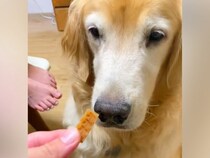 『ヨシ』と言ってもオヤツを食べない大型犬→なぜかと思ったら…涙が出るほど優しい『まさかの配慮』が34万再生「おしとやか」「泣いちゃう」