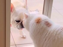 トイレのため、部屋に入りたい犬→通り道にネコがいて…気持ちがすれ違う『コントのような光景』が14万再生「一周してくるの草」「賢いｗ」