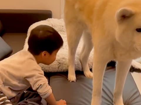 テレビを見ている小さな男の子→なぜか『秋田犬』が目の前で…まさかの『嫌がらせ』が84万再生「絶対わかってやってる」「俺を見ろ感ｗ」と反響