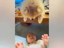赤ちゃんが『テーブルの上にいる犬』を見て喜んでいたら、顔を近づけて…まるで人間のような『ほっこりが止まらない光景』に反響「優しい…」