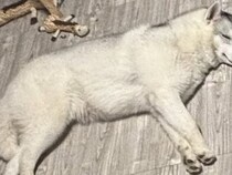 少しだけ目を離した隙に、ハスキー犬が『おもちゃ箱にイタズラ』していて…悲劇的な光景に3万いいね「被害者みたいで草」「満足げな顔ｗｗ」