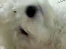 犬に『カメラ越し』に話しかけると、なぜかいつも…思わず笑ってしまう『ホラーのような光景』に3万いいね集まる「目がデカい化け物かとｗ」