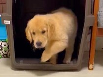 猫を見て育った大型犬の赤ちゃん→獲物を見つけた瞬間に…まさかの『影響を受け過ぎた行動』に9万いいね「完全に猫」「教えを守ってるんだね」