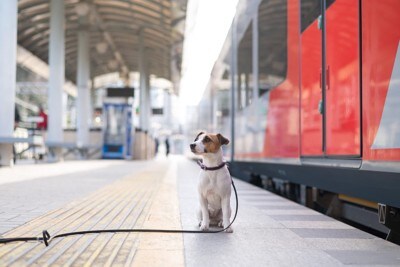 駅のホームに座っている犬