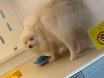 一番目立っていたのに『売れ残っていた犬』→気になって何度も通い、飼った結果…涙あふれる『素敵な光景』に感動「覚悟が伝わった」「泣ける」