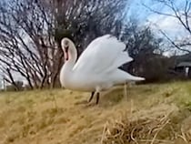 散歩中に『デカい鳥』と出会った女性と犬→『怖いな』と思っていたら…できればやめてほしい『まさかの行動』に反響「友達だと思ったのかなｗ」