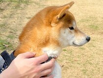 ドッグランにきた柴犬→遊ぶのかと思いきや…思ってたのと違う『人間すぎる光景』に2万いいね集まる「ドッグランとはｗ」「腹話術で草」と爆笑