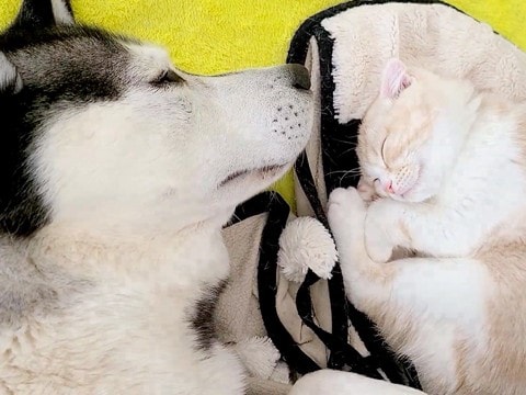 子猫と一緒に寝るハスキー犬→起きた瞬間『子猫がいない、家出した』と勘違いして…『必死すぎる光景』が279万再生「親子みたい」現在の様子も