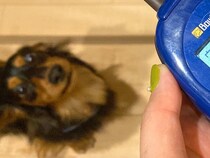 ご飯の時、犬がよく吠えるので『犬語の翻訳機』を使ってみた結果…衝撃的な『まさかの本音』に26万いいね集まる「たまらん」「昭和世代で草」