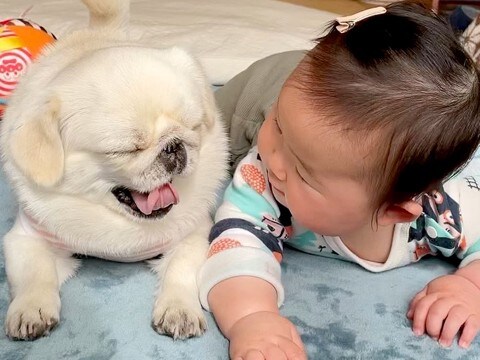 赤ちゃんが『犬と一緒に寝転がった』結果…言葉がなくても通じ合う『尊い光景』が50万再生「テレパシーで会話してる」「最高」現在のふたりも