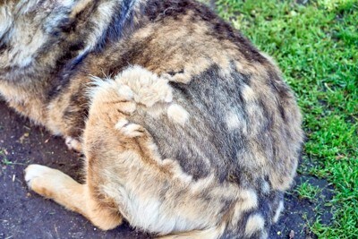 換毛中、犬のおしり周り
