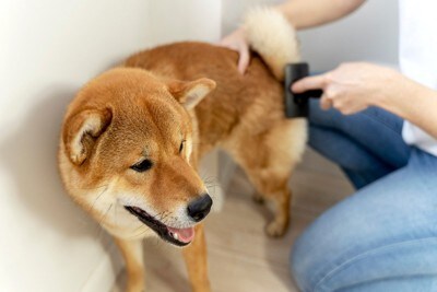 柴犬、ブラッシング