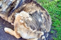 犬の『換毛期』に必須のケア3選　お手入れのコツから毛玉や皮膚トラブルの予防法まで