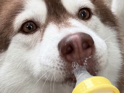 2歳の成犬ハスキー→『自認が赤ちゃんすぎる』まさかの光景に9万いいね集まる「ヒトならまだ赤ちゃんだもんｗｗ」「致死量のバブみ…」と悶絶