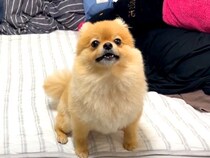何かを必死に訴える犬→『散歩に行きたいのかな』と思っていたら…あまりにも尊い『まさかの理由』に反響「覚えてるんだ」「すべてが可愛い」
