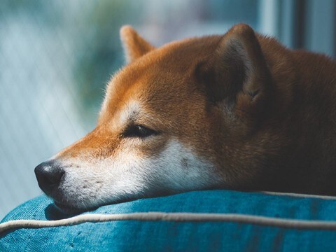 犬が短命になる『絶対NG行為』5選　寿命が縮んでしまう原因や長生きさせるためにできることまで