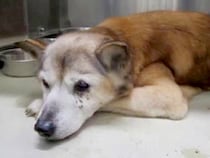 家族が亡くなり、絶望する『寝たきりの保護老犬』…『一緒に帰ろう』と連れて帰った結果→嘘のような『涙の光景』が13万再生「鳥肌立った…」