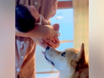 生まれたばかりの赤ちゃんを犬に見せたら…涙が出るほど尊い『はじめましてのご挨拶』が32万再生「おもちゃ貸してあげてる…」「愛おしすぎ」