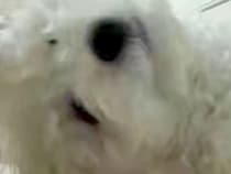 犬に『カメラ越し』に話しかけると、なぜかいつも…思わず笑ってしまう『ホラーのような光景』に3万いいね集まる「目がデカい化け物かとｗ」