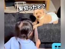 トリミング後の犬を見て『髪切った？』と大喜びな女の子→１年後、またカットすると…尊すぎるやり取りが14万再生「答えてるみたい」「可愛い」
