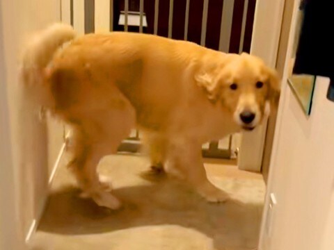宅配のお兄さんに撫でてもらった大型犬→『まだ近くにいる』と勘違いして…まさかの行動が29万再生「嬉しい余韻がｗ」「転職しようかな」と反響