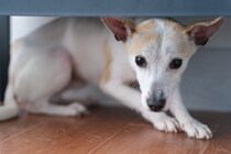 犬が病院に行くことを悟ったときの行動4つ　リラックスさせる方法や移動時の注意点を解説