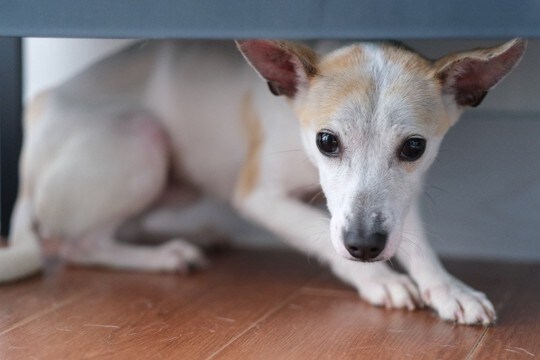 犬が病院に行くことを悟ったときの行動4つ　リラックスさせる方法や移動時の注意点を解説