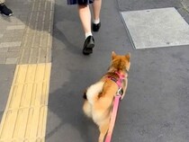 朝の散歩が嫌いな犬→偶然『通学途中の娘と遭遇した』結果…家族愛を感じる『想定外の行動』が95万再生「尊い…」「学校行きたくなくなる」